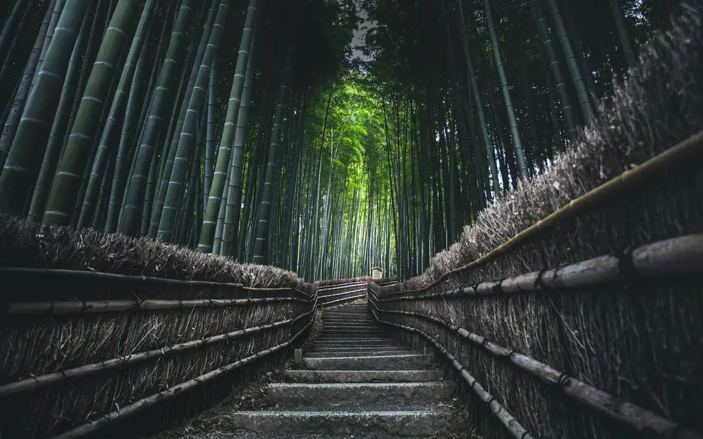 沖繩月桃簡介